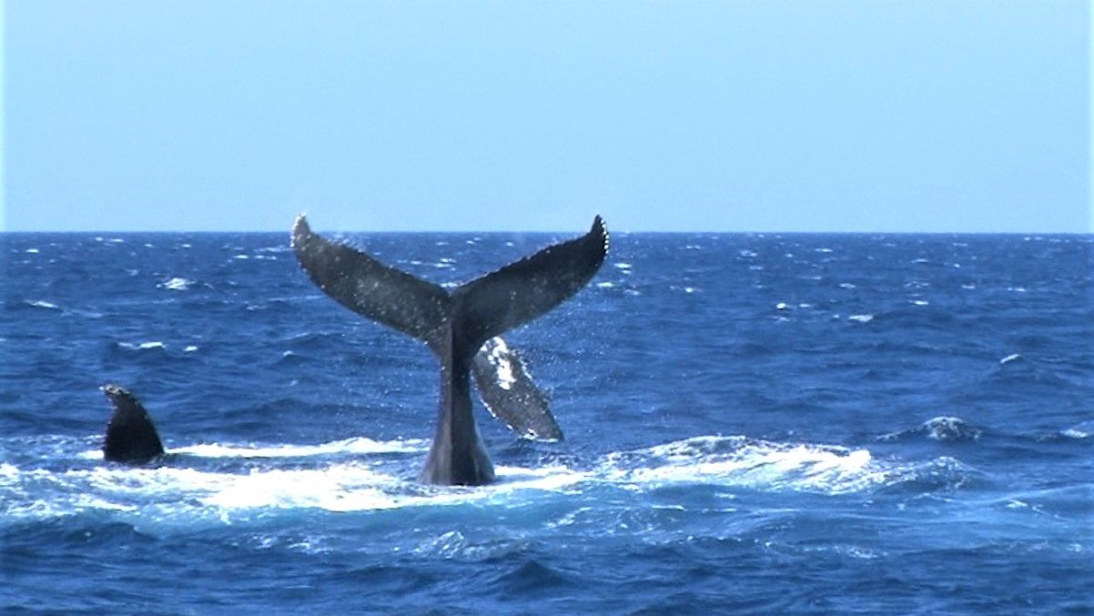 ザトウクジラ スパイホップ 海賊船長のひとりごと