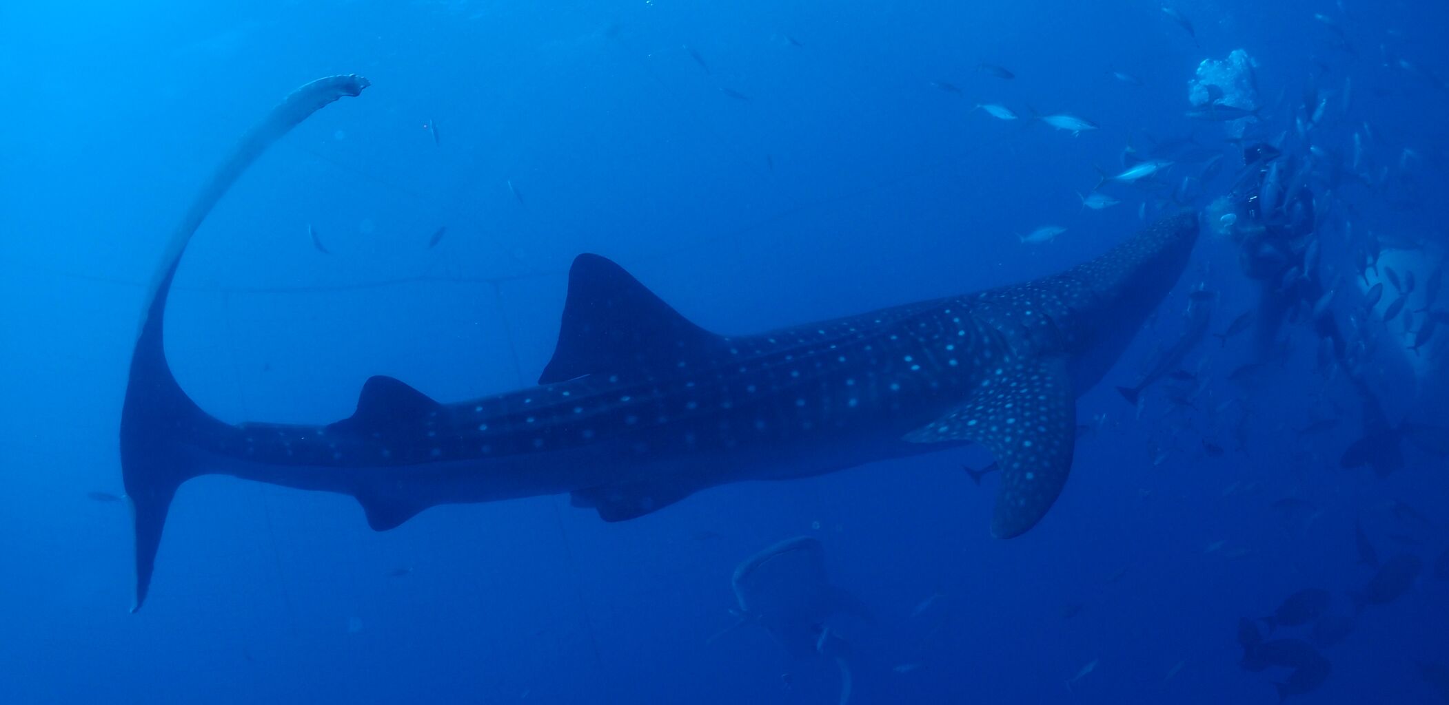 ジンベエザメ 沖縄 ファンダイビング Whale Shark 海賊船長のひとりごと ジンベエザメ 沖縄 ファンダイビング Whale Shark 海賊船長のひとりごと