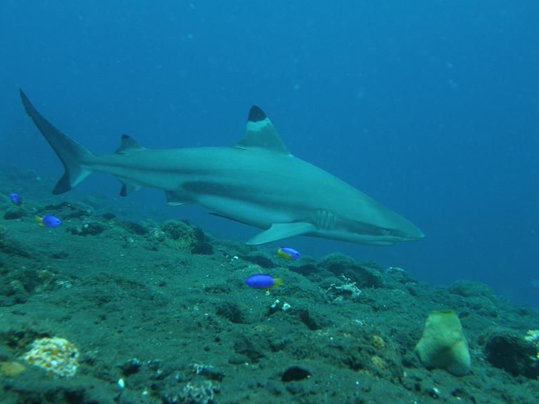 ブラックチップシャーク カマストガリザメ Black Tip Shark 海賊船長のひとりごと ブラックチップシャーク カマストガリザメ Black Tip Shark 海賊船長のひとりごと