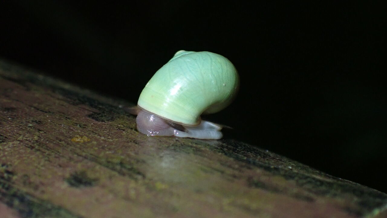 アオミオカタニシ 海賊船長のひとりごと