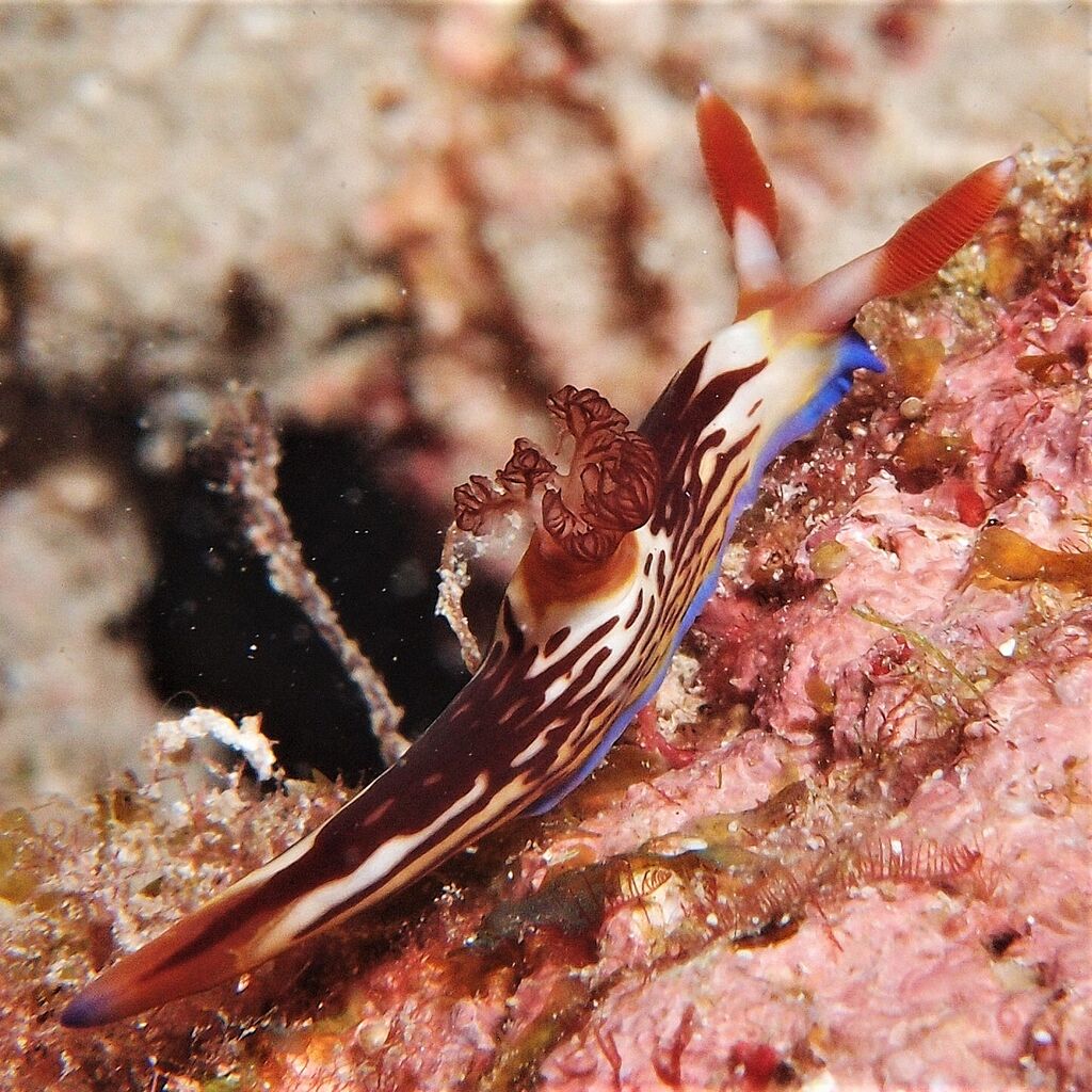 セグロリュウグウウミウシ #Nembrotha chamberlaini Gosliner