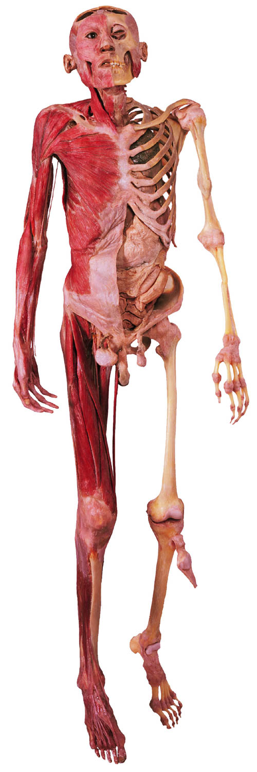 人体 の 不思議 展 妊婦 B 閲覧注意 中国の作る人体の不思議展の見本の中に 妊婦のものがあって そのキャスターに似ているという噂がある事 ニートな２ちゃんねらー日記