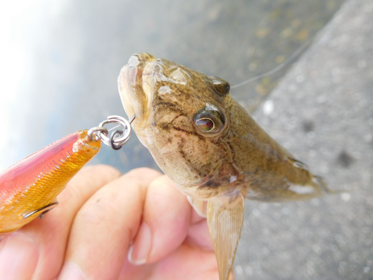 浜名湖 ハゼクラ 面白いか 浜名湖から世界へ ルアー フライ 浜名湖 ハゼクラ 面白いか 浜名湖から世界へ ルアー フライ