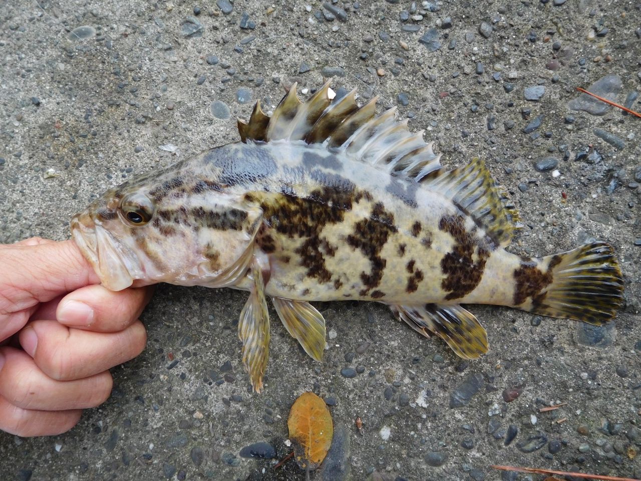 メバルはどこに タケノコメバルが連発にカサゴ 浜名湖から世界へ ルアー フライ