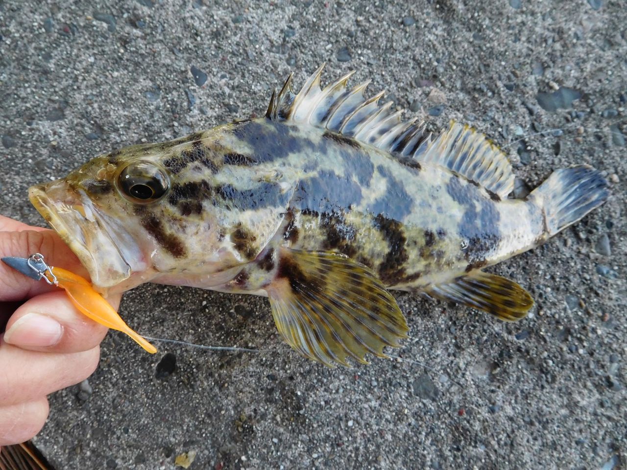 ワームに タケノコメバル 連発 メバルはどこに 浜名湖から世界へ ルアー フライ ワームに タケノコメバル 連発 メバルはどこに 浜名湖から世界へ ルアー フライ