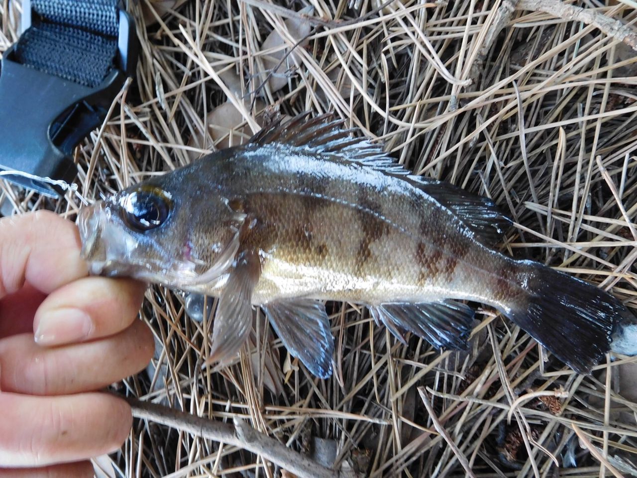 メバル デイゲーム ピンテイルのダウンショットリグで攻めてみる 浜名湖から世界へ ルアー フライ