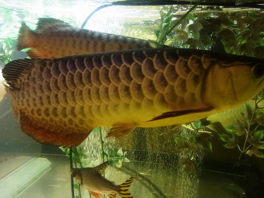 アジアアロワナ 新 沖縄ハンマー アジアアロワナ 新 沖縄ハンマー