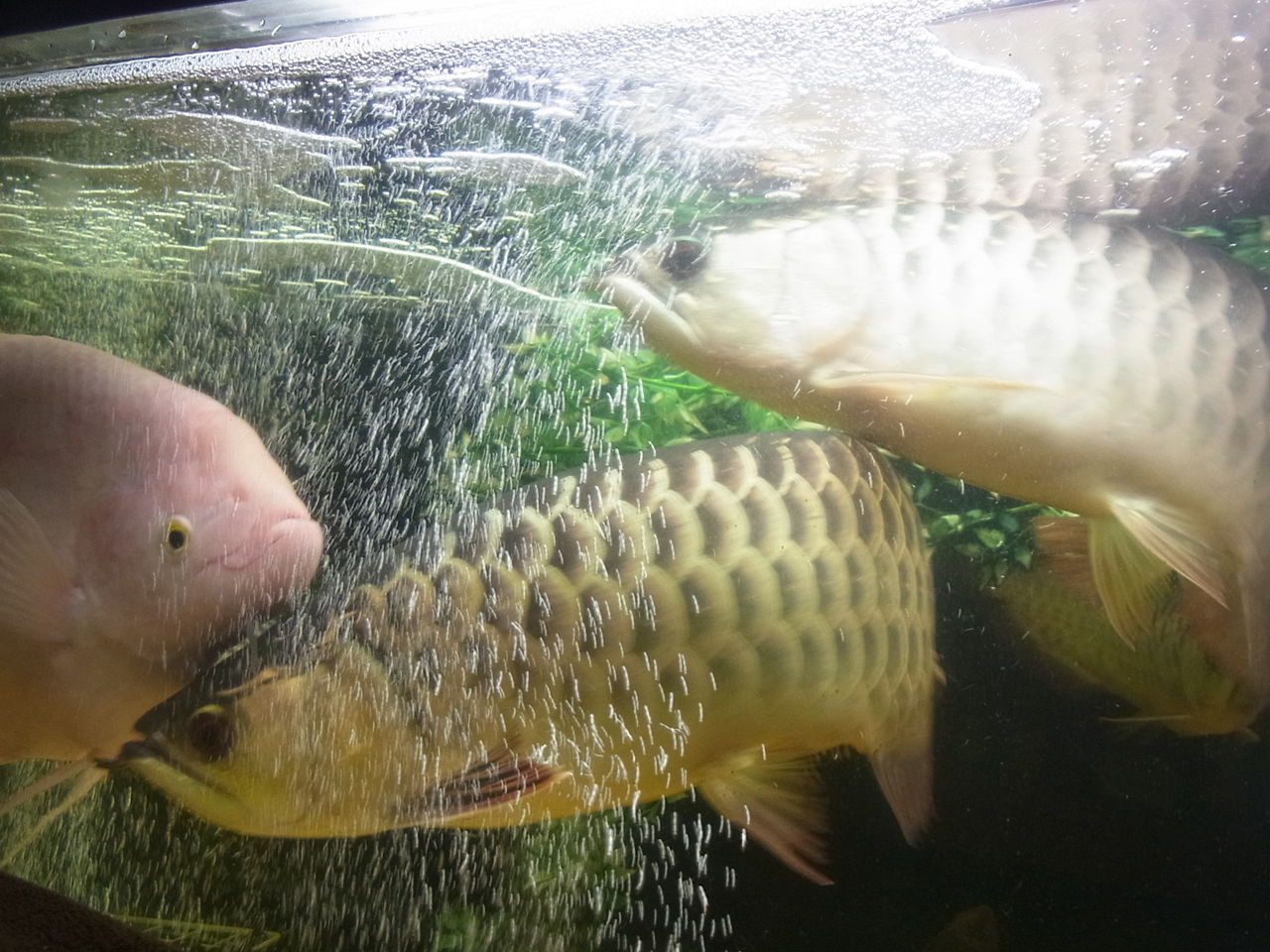 アジアアロワナ 新 沖縄ハンマー アジアアロワナ 新 沖縄ハンマー