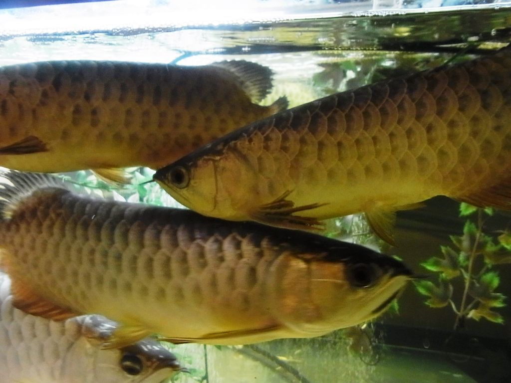 アジアアロワナ 新 沖縄ハンマー アジアアロワナ 新 沖縄ハンマー