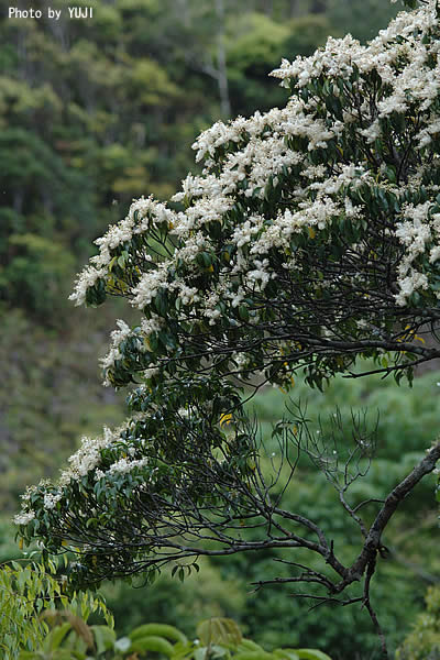 アオバナハイノキ/161