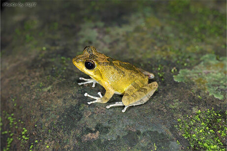 ヤエヤマカジカガエル ヤエヤマヒメアマガエルの写真と鳴き声を追加 おきなわカエル商会blog ヤエヤマカジカガエル ヤエヤマヒメアマガエルの写真と鳴き声を追加 おきなわカエル商会blog