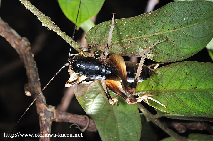 ヤンバルクロギリス : おきなわカエル商会BLOG