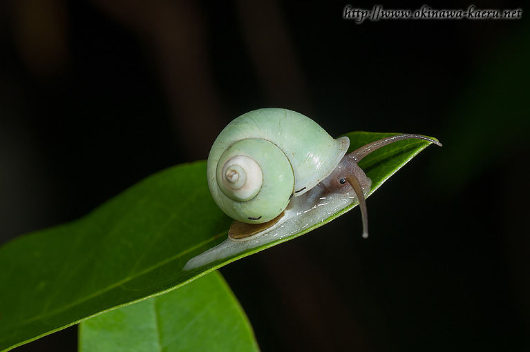 雨 そんな日はカタツムリ その３ おきなわカエル商会blog