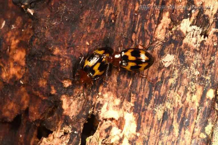 小さな甲虫たちとか おきなわカエル商会blog