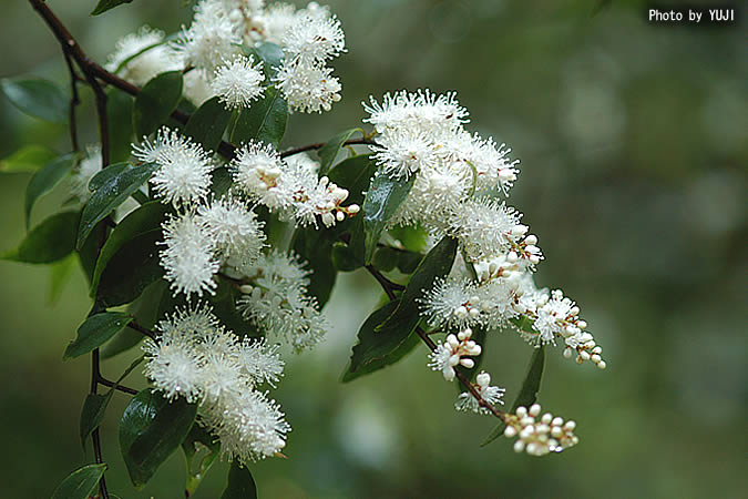 アオバナハイノキ　/ 315 アオバナハイノキ｜園芸植物小百科｜育て方｜花の写真