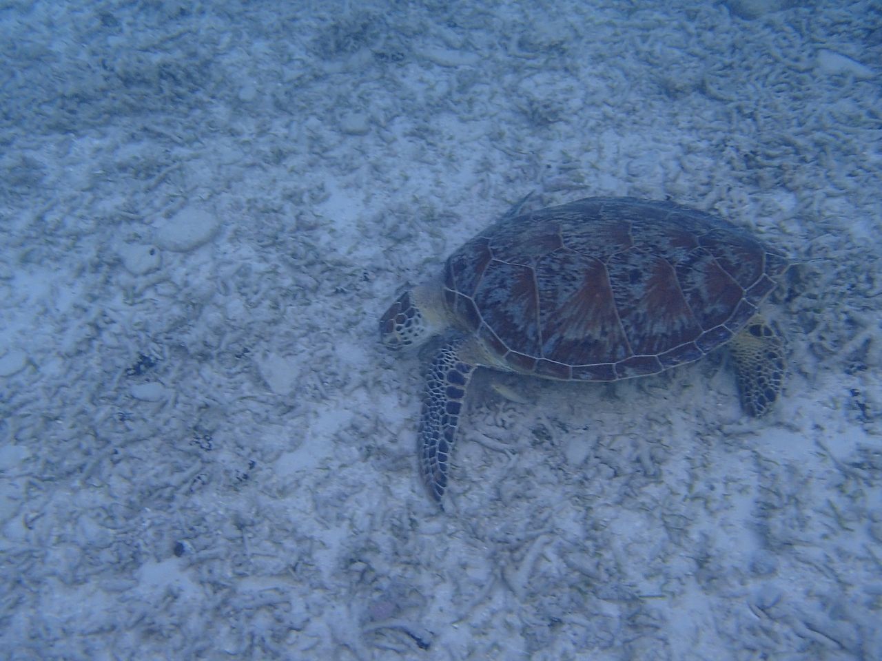 17年8月 5泊6日 那覇 座間味島の旅 その5 絶対に日焼けしたくない 沖縄離島旅行の持ち物
