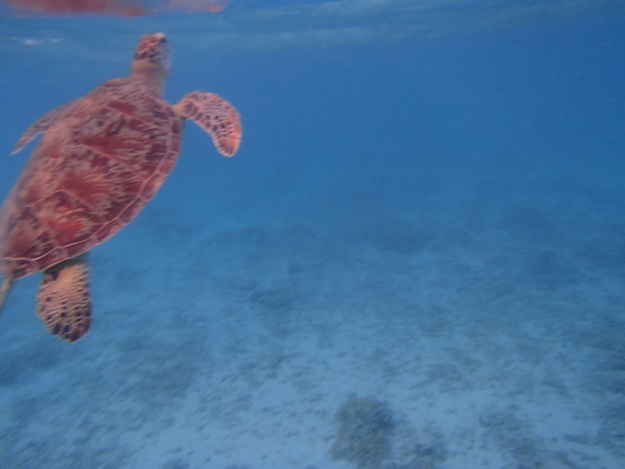 17年8月 5泊6日 那覇 座間味島の旅 その5 絶対に日焼けしたくない 沖縄離島旅行の持ち物