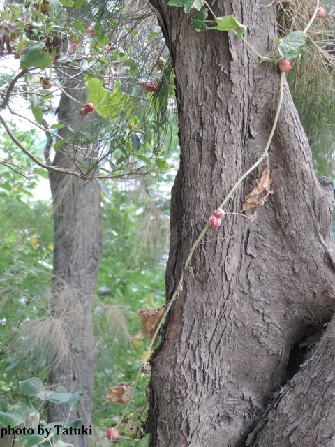 DSCN0080