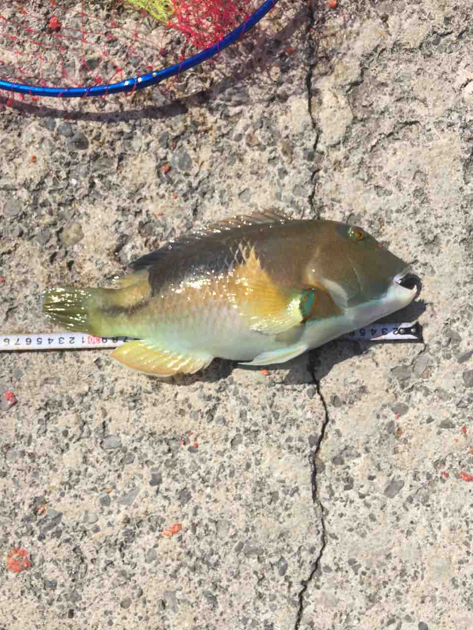 沖縄三大高級魚 沖縄 釣査隊
