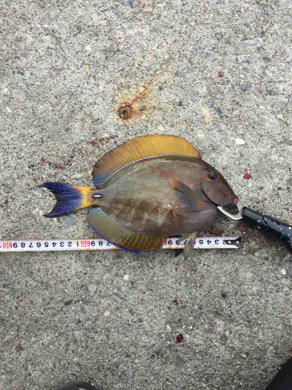 釣りガールと釣査 初のアーガイ 沖縄 釣査隊