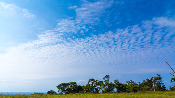 sky_tree_141016