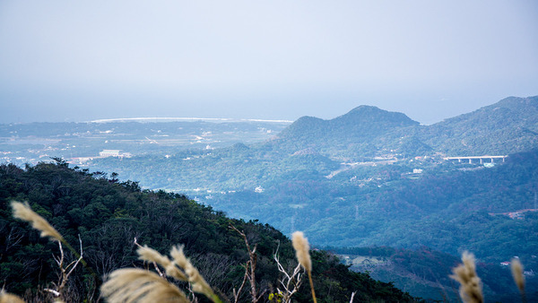 gushikumui_susuki141205yaedake