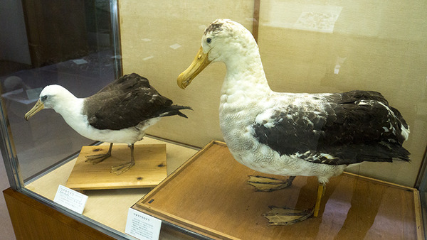 ahoudori_museum