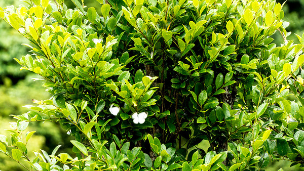 uragushiku_mt4_butterfly_140513