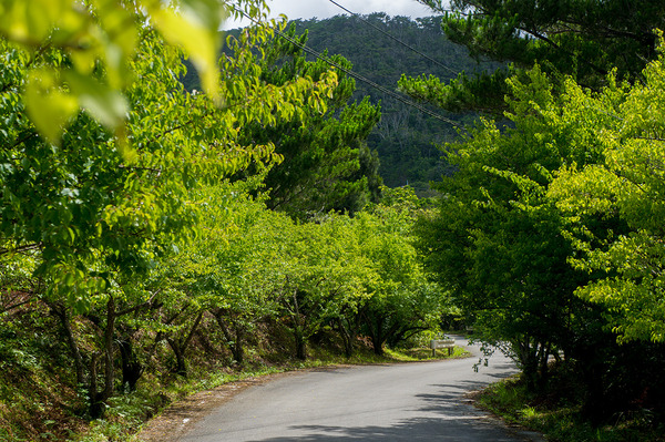 ume03_ohsittai150608