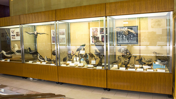 birds_motobu_museum