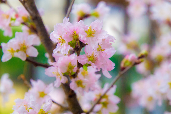 sakura3_hanabatakehouse
