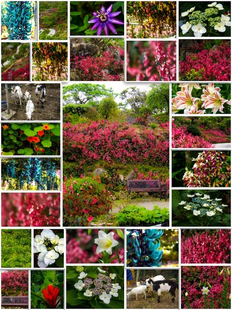 37_collage_13049begoniaen