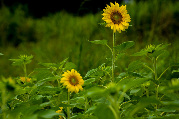 03sunfl_gushikumui140618