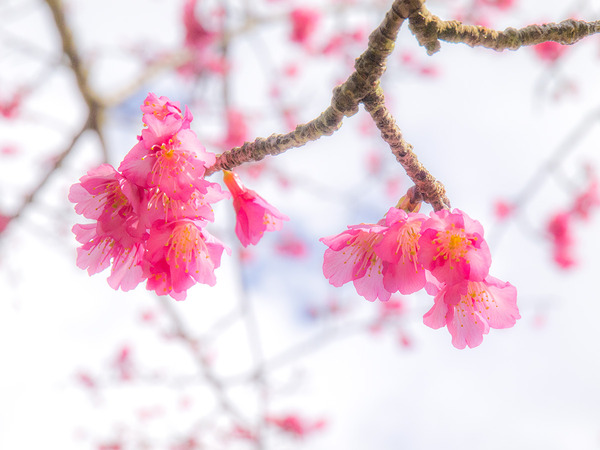 sakura_z_yae140107
