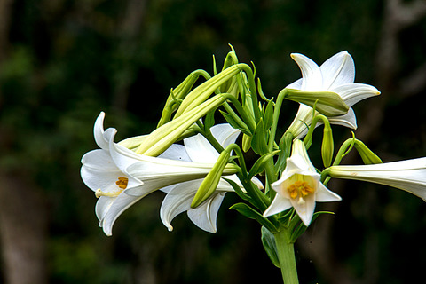 09yuri_sueyoshihana