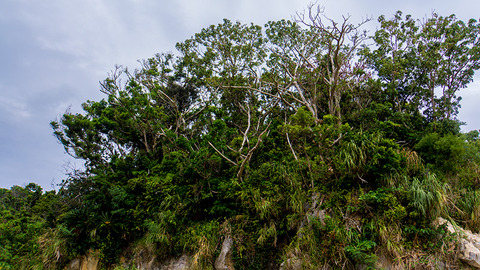 tree_rock_yukarugi