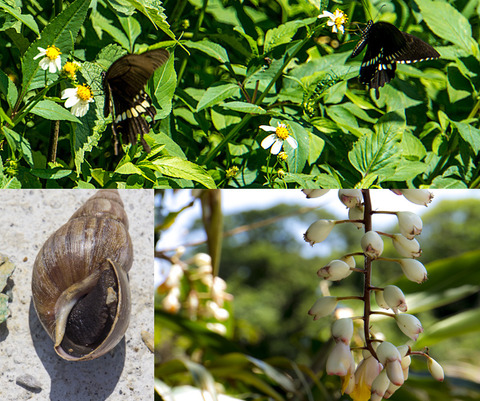 017butterfly_fl_maimai_karst