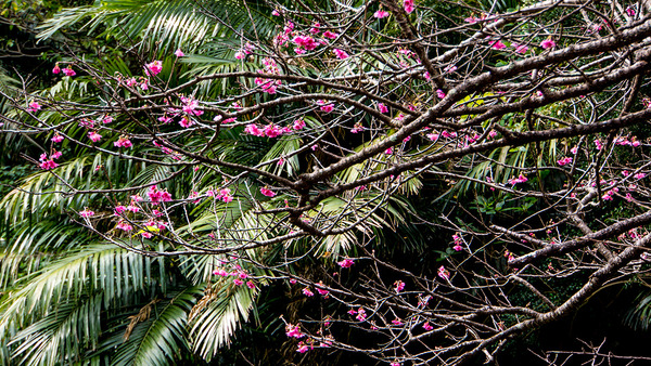 sakura2_yae140107