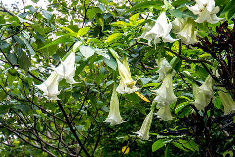 datura_izumi130611