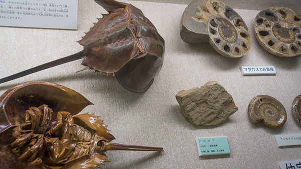 kaseki2_motobu_museum