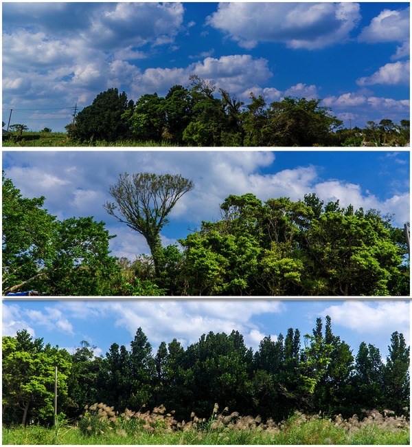 scene_tree_collage_nakijinsuika