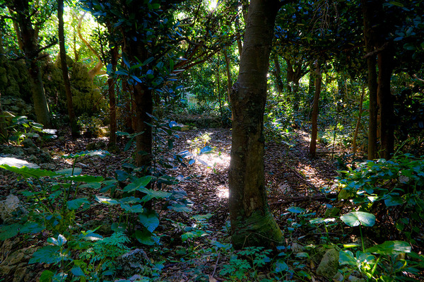 00warumi05forest_140904