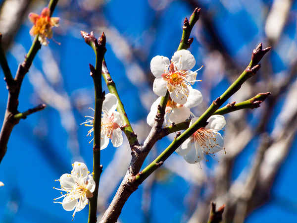 ume07_ohsittai150126
