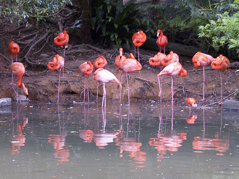 bird_beni_flamingo