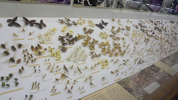 butterfly_r_museum