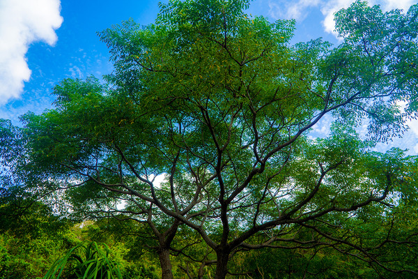 tree_sendan_bellwood