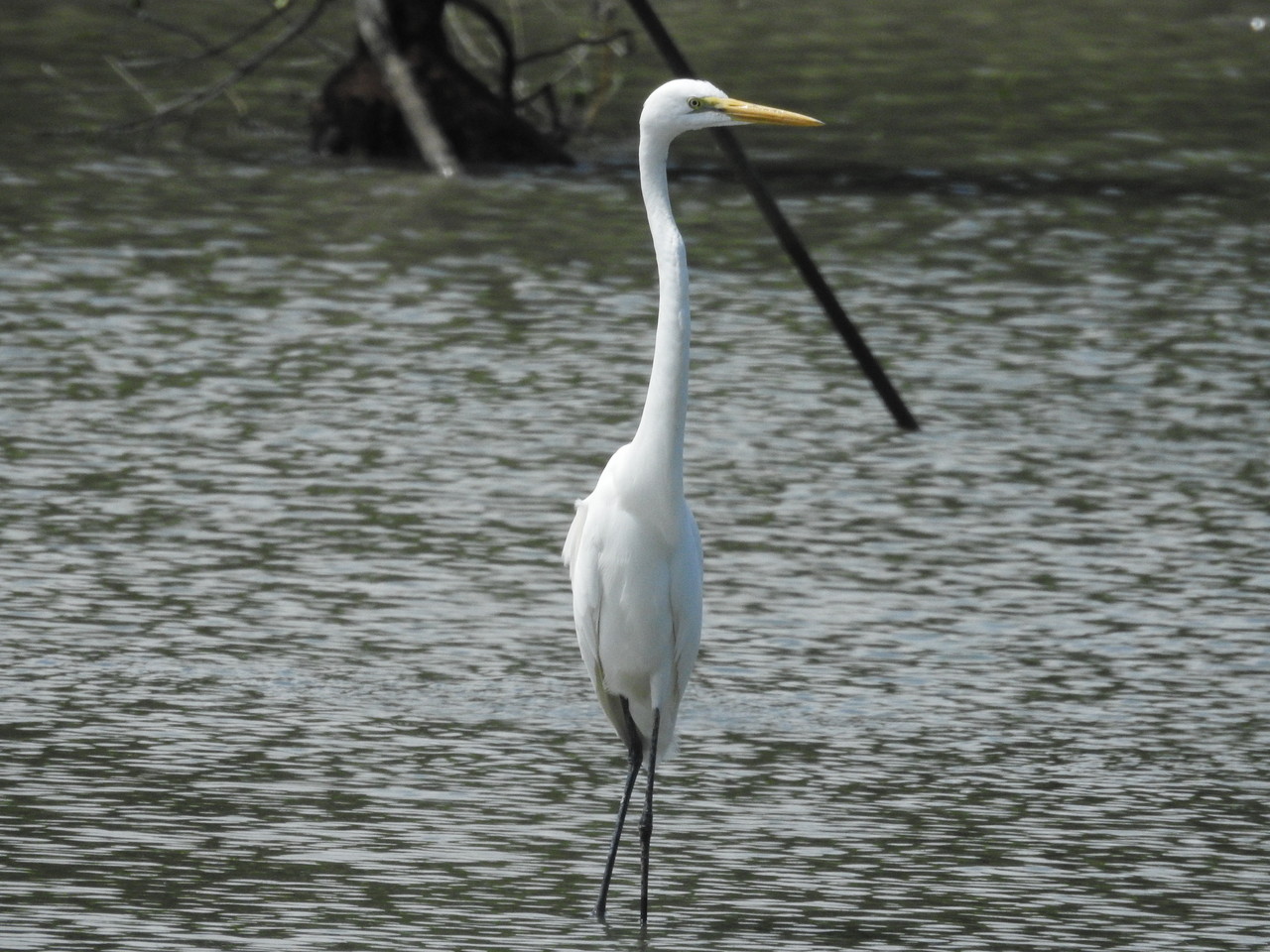 7 1干潟のペンギン ゴイサギ 恐怖のアオサギ 沖縄のとくに水鳥日記