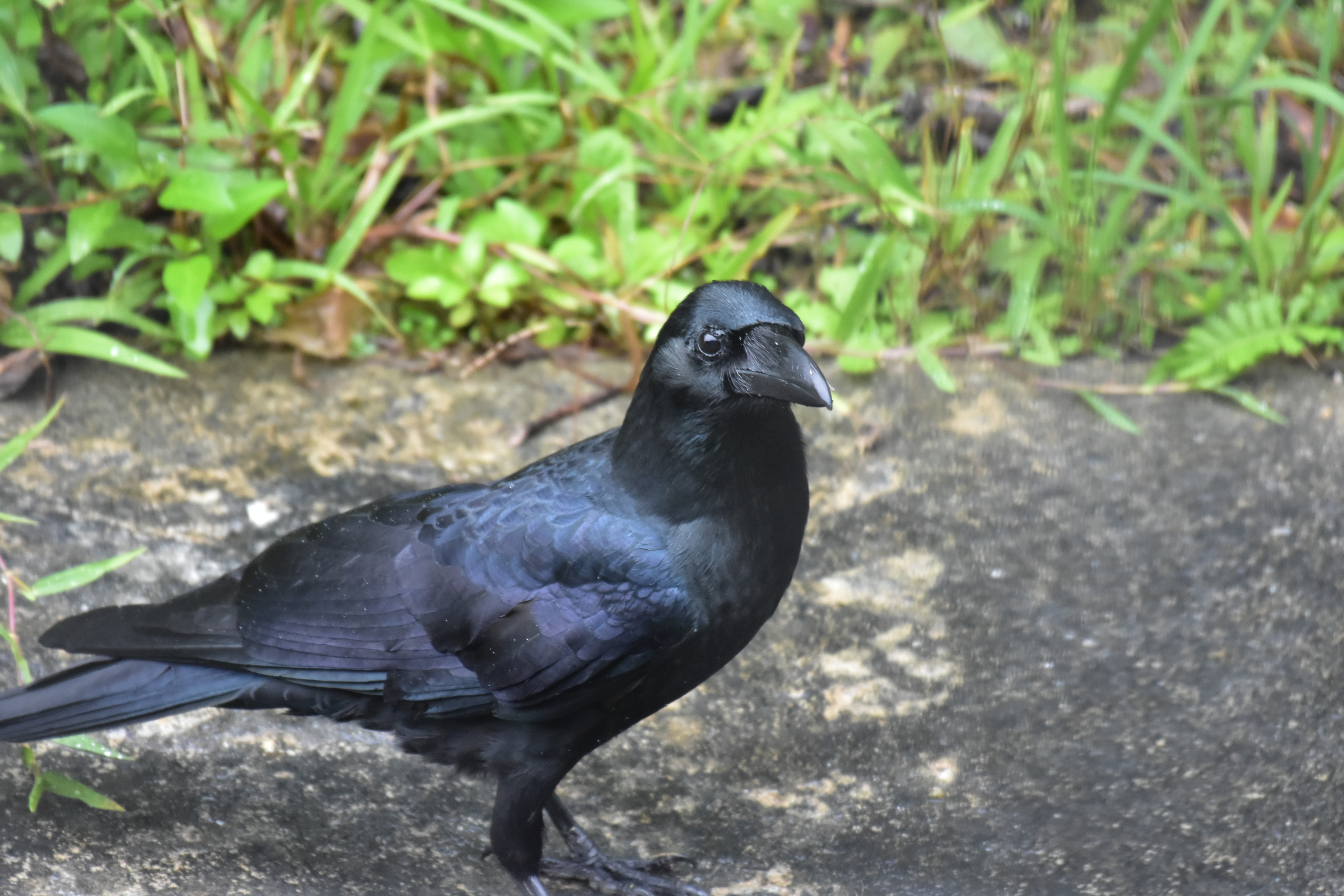 1 5 3 やんばる探鳥 アカヒゲ ビンズイ 烏の濡れ羽色他 沖縄のとくに水鳥日記 1 5 3 やんばる探鳥 アカヒゲ ビンズイ 烏の濡れ羽色他 沖縄のとくに水鳥日記