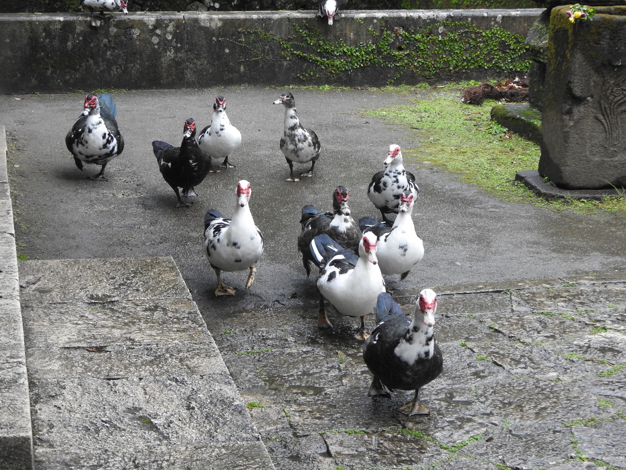 1 7 首里龍潭池 忍者ササゴイの狩り 何が何だかわからないカモ 沖縄のとくに水鳥日記 1 7 首里龍潭池 忍者ササゴイの狩り 何が何だかわからないカモ 沖縄のとくに水鳥日記