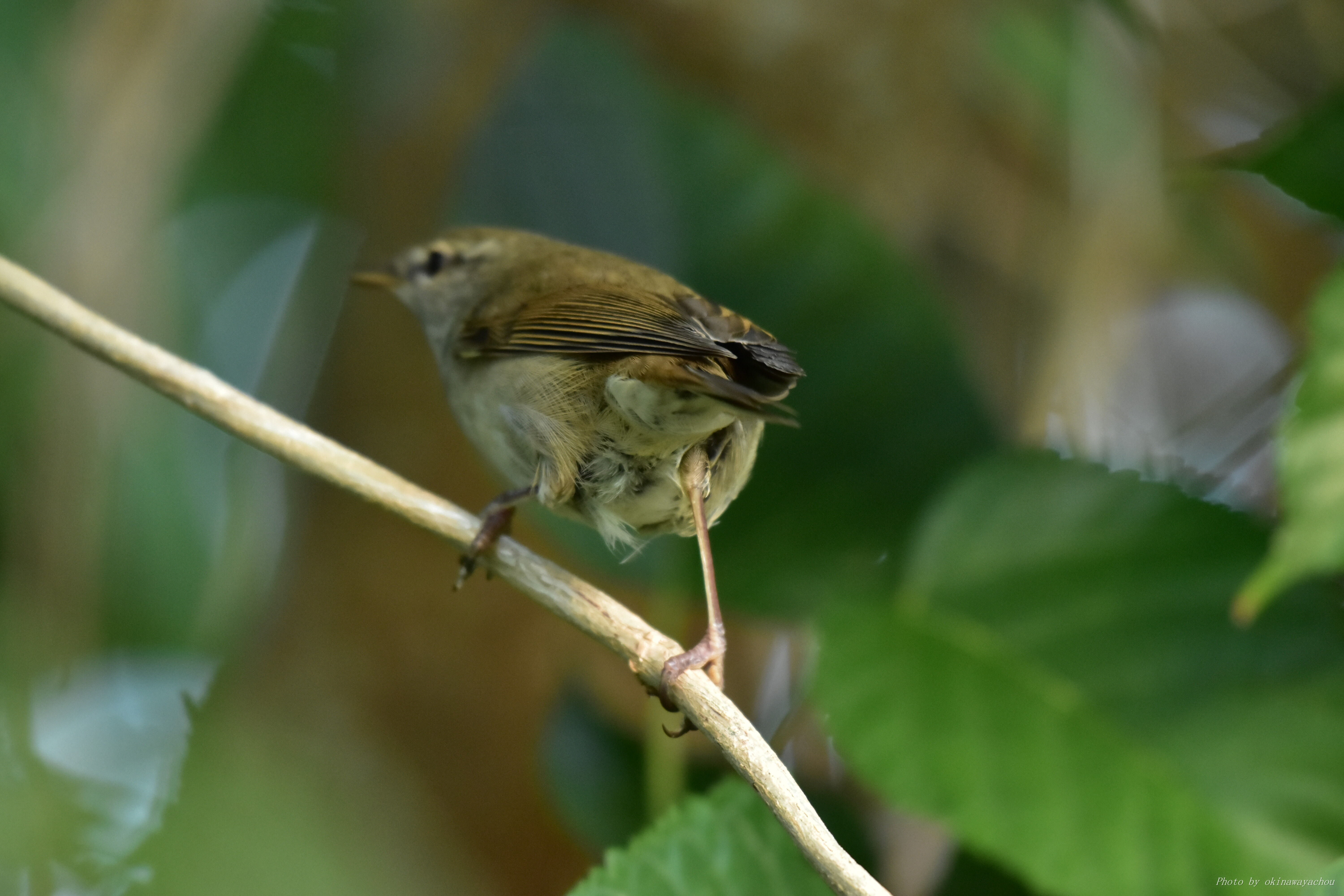 12 14 15 可愛いウグイスとギンムクドリ ソリハシセイタカシギ 沖縄のとくに水鳥日記 12 14 15 可愛いウグイスとギンムクドリ ソリハシセイタカシギ 沖縄のとくに水鳥日記